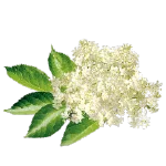 Isoduce elderflower
