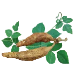 Isoduce pueraria mirifica