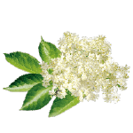 Isoduce elderflower