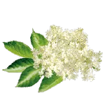 Isoduce elderflower