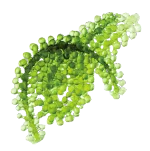 spiro 綠藻