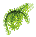 spiro plus