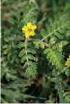 TRIBULUS TERRESTRIS