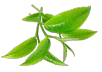 liveon green tea