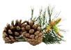 liveon pine