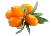liveon puredia