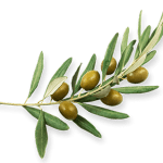 dvine collagen HYTOLIVE Olive Polyphenol