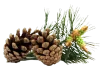 liveon enzogenol