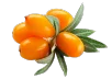 liveon puredia