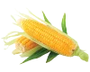 frusso fibersol-2