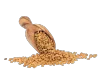 novia-fenugreek