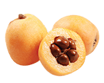 loquat